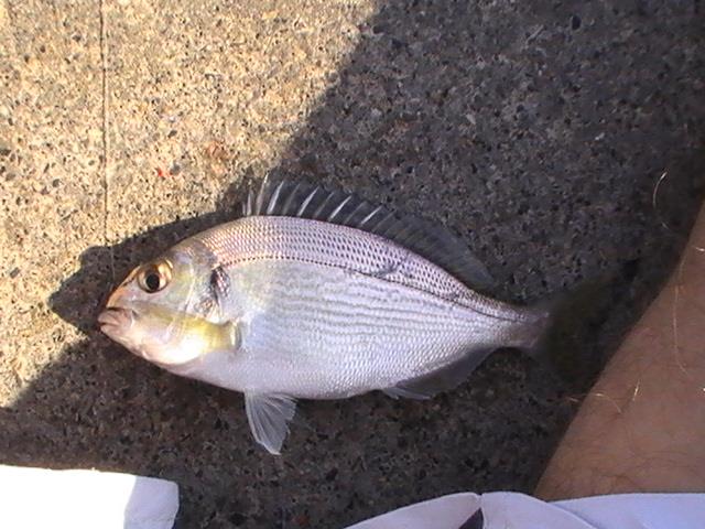 pestisoriii de aur - pic6000.JPG